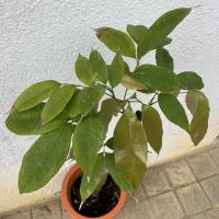 レイシ・ライチ苗　玉荷包種(ギョッカホウ種)接ぎ木苗