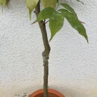 レイシ・ライチ苗　玉荷包種(ギョッカホウ種)接ぎ木苗