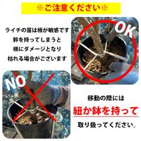 レイシ・ライチ苗　玉荷包種(ギョッカホウ種)接ぎ木苗