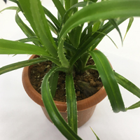 アダンの鉢植え(7.5cm鉢)