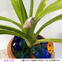 アダンの鉢植え(7.5cm鉢)