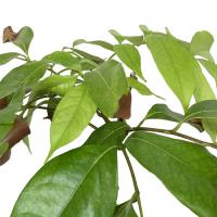 レイシ・ライチ苗　玉荷包種(ギョッカホウ種)取木苗