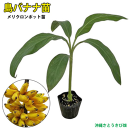 沖縄 島バナナ (メリクロン) ポット苗