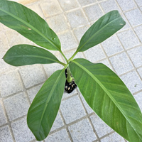 沖縄 島バナナ (メリクロン) ポット苗