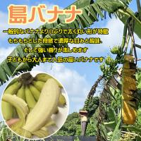 沖縄 島バナナ (メリクロン) ポット苗
