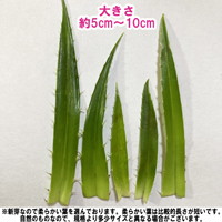 ナナフシ用　アダンの葉　新芽(5cm～10cm) 17枚