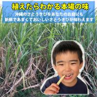 植付け用さとうきび苗(2節苗)10本セット