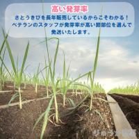 植付け用さとうきび苗(2節苗)10本セット