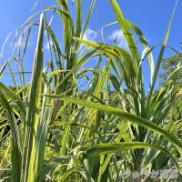 植付け用さとうきび苗(2節苗)10本セット