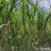植付け用さとうきび苗(2節苗)10本セット