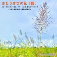 植付け用さとうきび苗(2節苗)10本セット