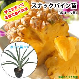 スナックパイン苗(ボゴール苗)ポット苗【パイナップル】×1鉢