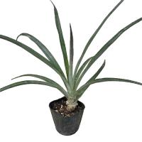 スナックパイン苗(ボゴール苗)ポット苗【パイナップル】×1鉢