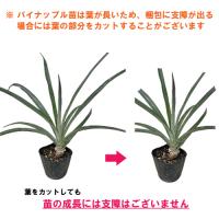 スナックパイン苗(ボゴール苗)ポット苗【パイナップル】×1鉢