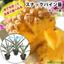 スナックパイン苗(ボゴール苗)ポット苗【パイナップル】×3鉢