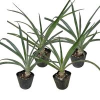 スナックパイン苗(ボゴール苗)ポット苗【パイナップル】×4鉢