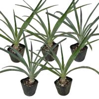 スナックパイン苗(ボゴール苗)ポット苗【パイナップル】×5鉢