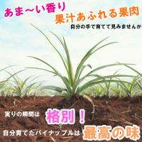 スナックパイン苗(ボゴール苗)ポット苗【パイナップル】×5鉢