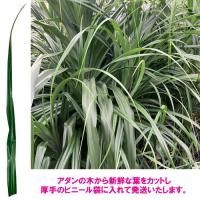 トゲなし　アダンの葉(2枚)　生葉　|草編み 葉編み かご編み 指ハブ 民具 アダン葉編み アダン葉