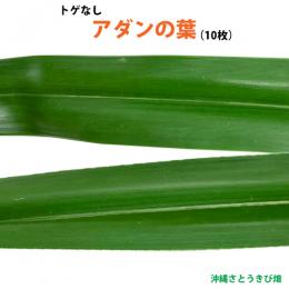 トゲなし　アダンの葉(10枚)　生葉　|草編み 葉編み かご編み 指ハブ 民具 アダン葉編み 