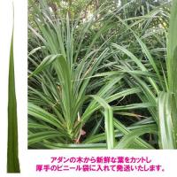 アダンの生葉 (10枚入)　|草編み 葉編み かご編み 指ハブ 民具 アダン葉編み アダン葉