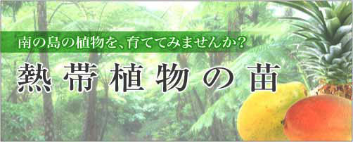 南の島の植物を育ててみませんか？　熱帯果樹の鉢植え